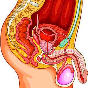 grafica_3D–frattura-del-pene-antoniniurology-2021