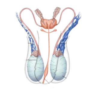 varicocele_home